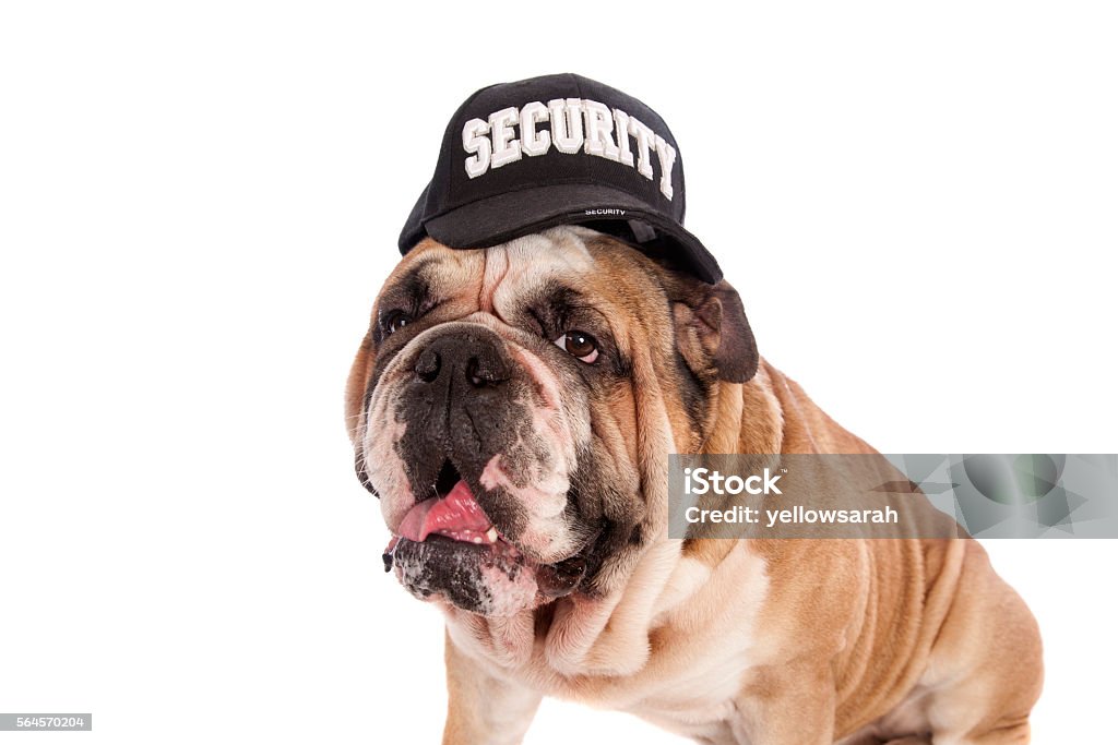 Bulldog Security Guard A gorgeous Australian Bulldog wearing a security cap, isolated on white. Guard Dog Stock Photo