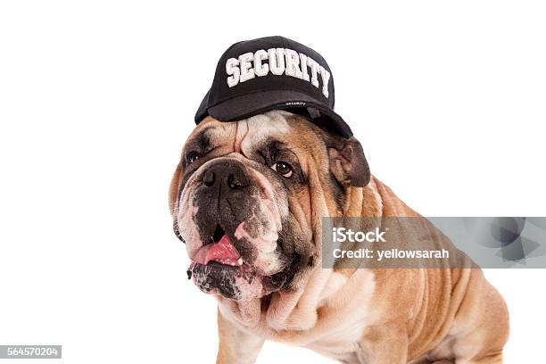 Bulldog Security Guard Stock Photo - Download Image Now - Guard Dog, Animal, Australian Culture