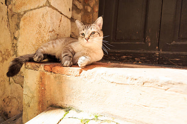 Portrait of pets and their humans - Portrait of a mixed breed cat