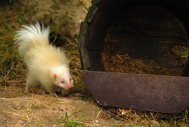 istock Albino Young Skunk near a Shelter. 564570650