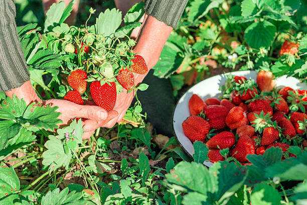 istock Woman hold strawberry bush 564570858