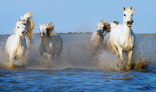 istock Camargue, wild horses 564571154