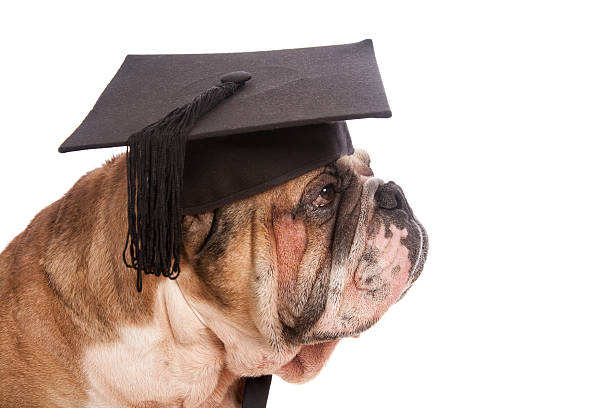 bulldog graduation - dog graduation hat school photos et images de collection