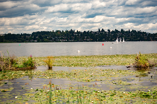 Lily Pads Float on Lake Washington at Marsh Island Park