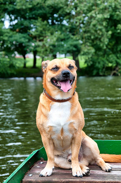 istock Small ore dog on fishing boat 564572572