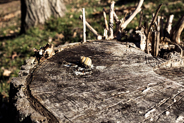 улитка оболочки на лесной бревно в парке - snail slimy boredom cute стоковые фото и изображения