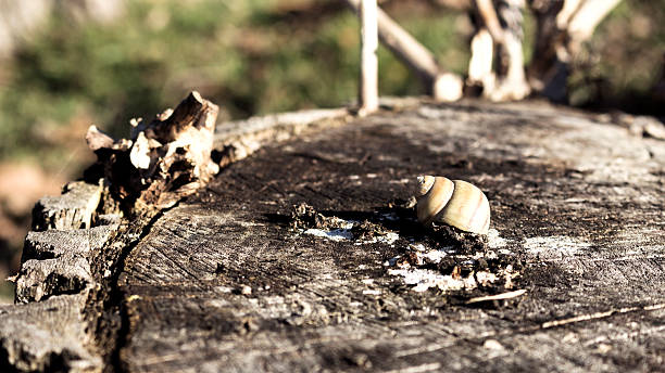 улитка оболочки на лесной бревно в парке - snail slimy boredom cute стоковые фото и изображения