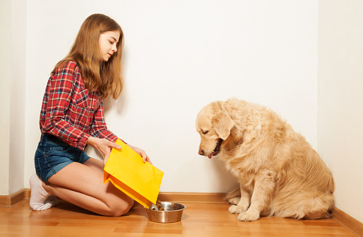 Careful teenage girl filling pet's bowl with dry forage, sitting on her knees at the floor against the background with copy-space