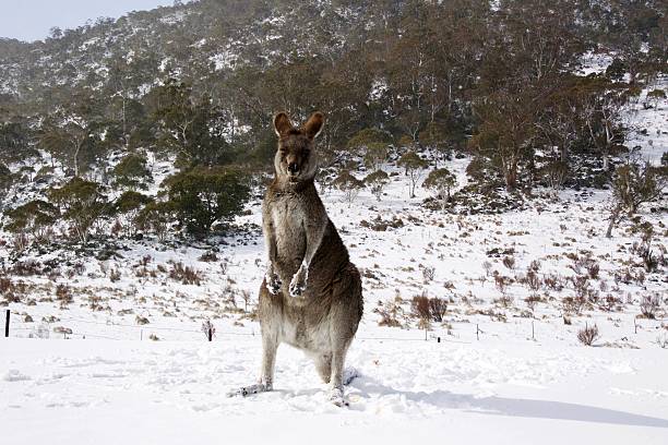 Wild kangaroo standing in the snow