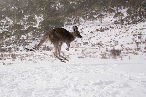 istock Jumping Kangaroo in the snow 564573556