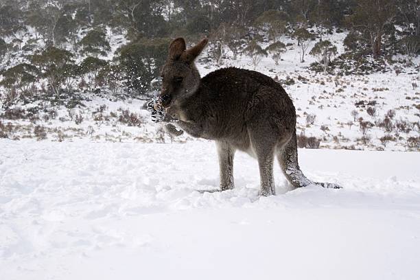 istock Kangaroo eating food in the snow 564573588