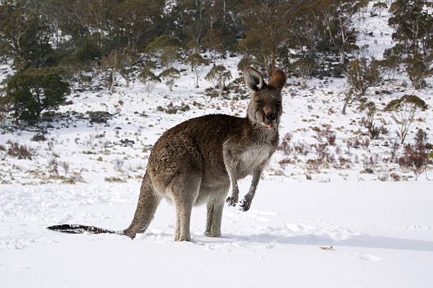 istock Kangaroo in the snowy mountains 564573620