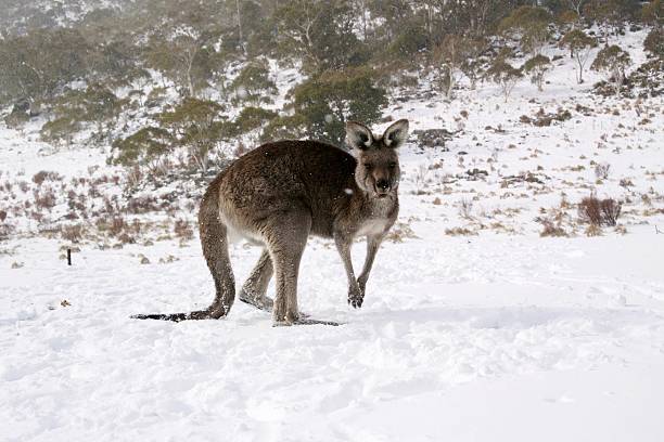 istock Wild kangaroo in the snow 564573682
