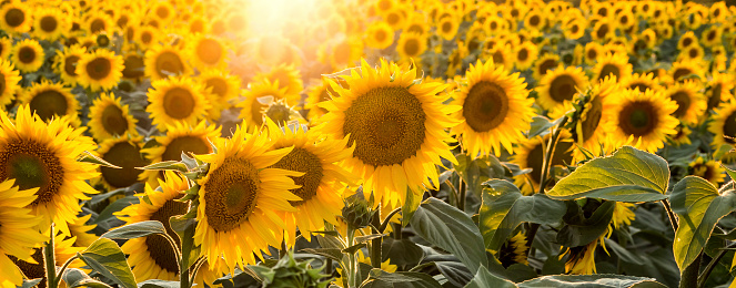 Sunflowers in the field with focus on the center of the image