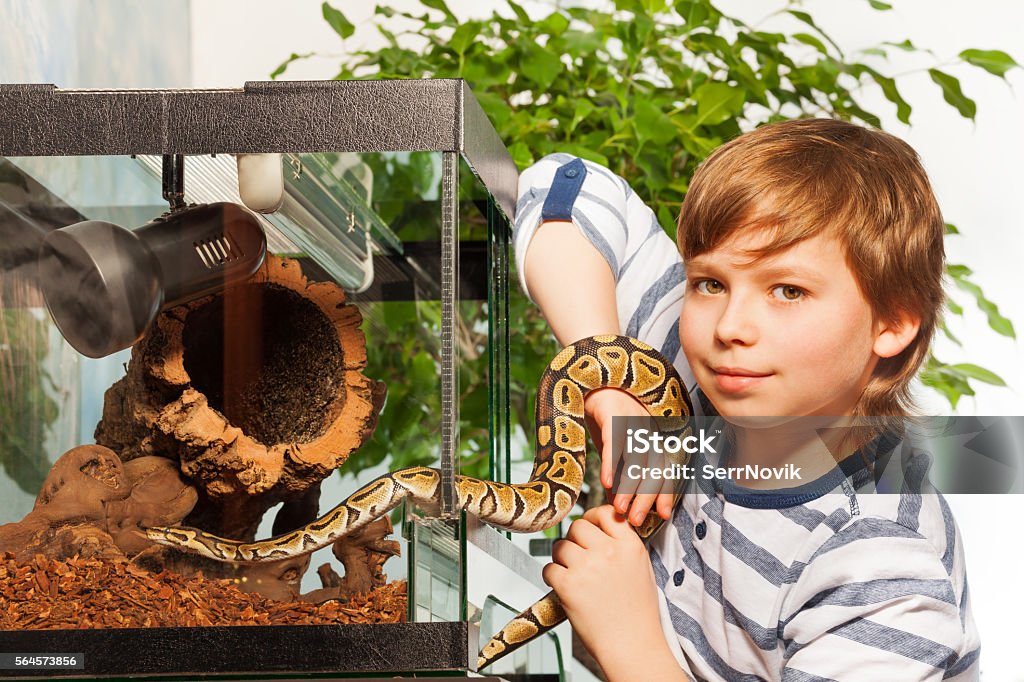 Giovane ragazzo che tiene in mano un piccolo pitone reale - Foto stock royalty-free di Serpente - Rettile