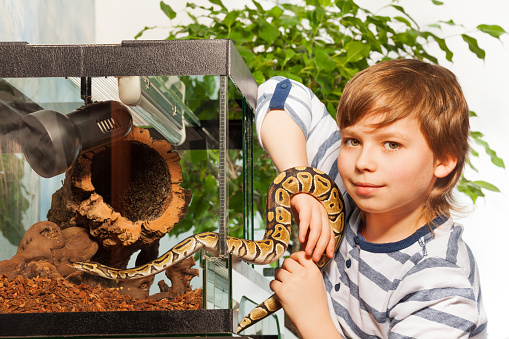 Young boy holding in hands small Royal python at the serpentarium and looking at camera 