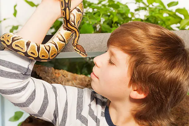 Photo of Young boy with pet snake - Royal or Ball Python