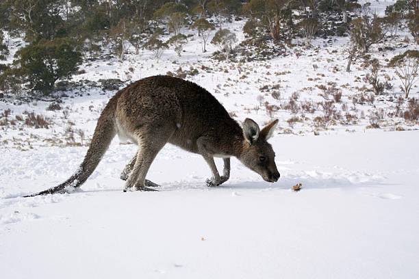 istock Kangaroo smelling food  in the snow 564574304
