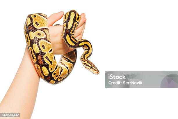 Bild Von Royal Oder Ball Python Auf Kinderhand Stockfoto und mehr Bilder von Schlange - Kriechtier - Schlange - Kriechtier, Halten, Python - Schlange