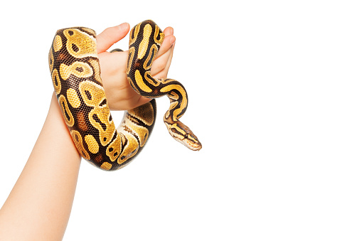 Picture of Royal or Ball python on kid's hand, isolated on white