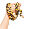 Picture of Royal or Ball python on kid's hand