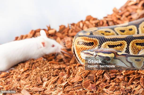 Python Hewan Royal Atau Ball Python Berburu Tikus Putih Foto Stok - Unduh Gambar ...