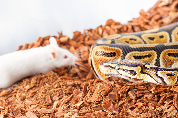 pitone reale o palla a caccia di un topo bianco - snake white curled up animal foto e immagini stock