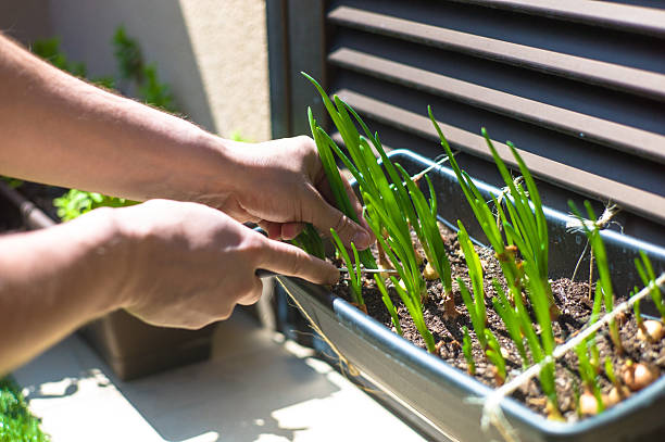 young green onions stock photo