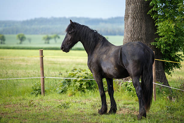 istock Friesian colt in meadow 564575066