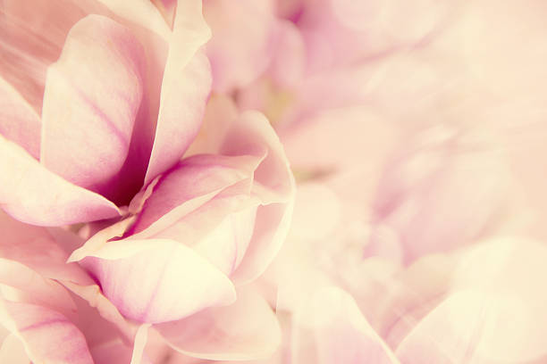 istock Pink magnolia flower 564575180