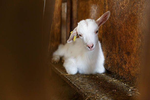 istock goatling on a  rural farm 564576338