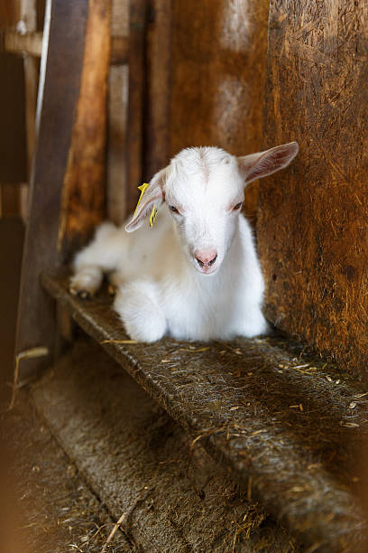 istock goatling on a  rural farm 564576402