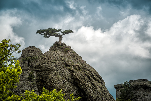 Lonely tree on a rock in the Demerdji mountain. Landscape of Crimea, Russia.