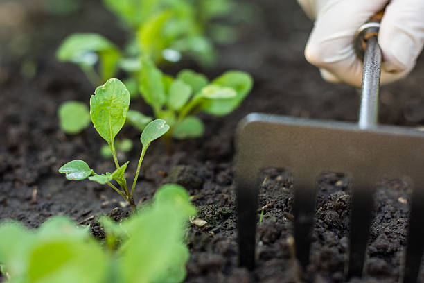 istock Worker cares about young rocket in the garden 564576620