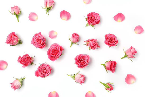 istock Assorted roses heads on white background. Overhead view. Flat lay 564577032