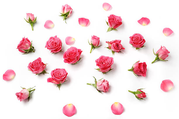 istock Assorted roses heads on white background. Overhead view. Flat lay 564577082