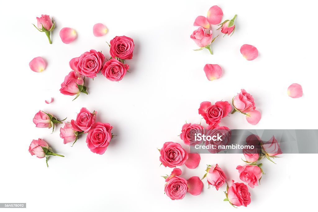 Rahmen aus Rosen auf weißem Hintergrund. Flach liegen. Ansicht von oben - Lizenzfrei Rose Stock-Foto