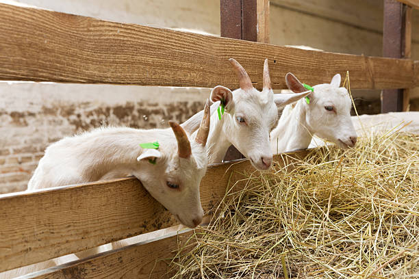 istock Goatlings feeding on animal farm 564578420