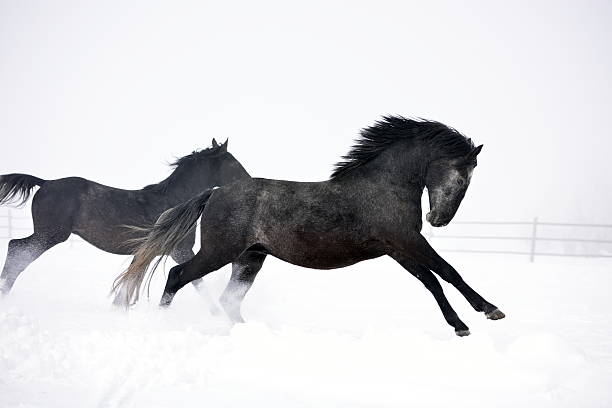 istock Beautiful horse running in winter 564580860