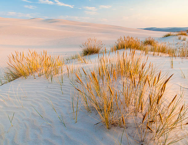 istock beautiful view of the coastal dunes 564581094