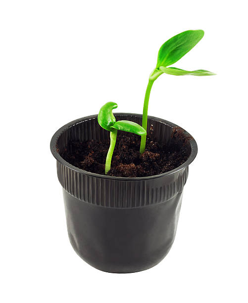 istock Seedling in soil isolated on white background 564581486