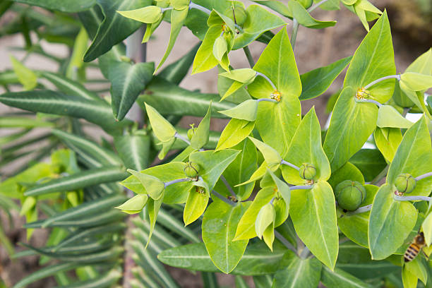 Caper spurge (Euphorbia lathyris), close-up Caper spurge (Euphorbia lathyris), close-upCaper spurge (Euphorbia lathyris), close-up euphorbiaceae stock pictures, royalty-free photos & images