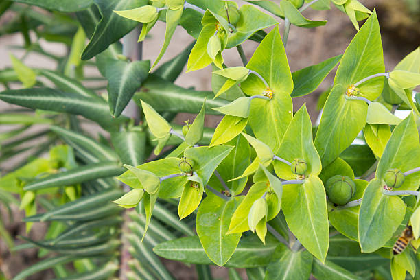 caper spurge (euphorbia lathyris), close-up - euphorbiaceae imagens e fotografias de stock