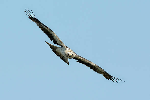 The booted eagle (Aquila pennata) The booted eagle (Aquila pennata) flying harpy eagle stock pictures, royalty-free photos & images