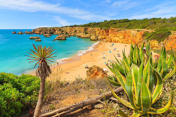 Tropical plants on cliff rocks Tropical plants on cliff rocks with view of beautiful beach near Portimao town, Algarve region, Portugal alvor stock pictures, royalty-free photos & images