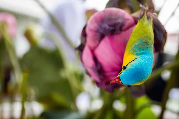Birds living on flowerslotus flower