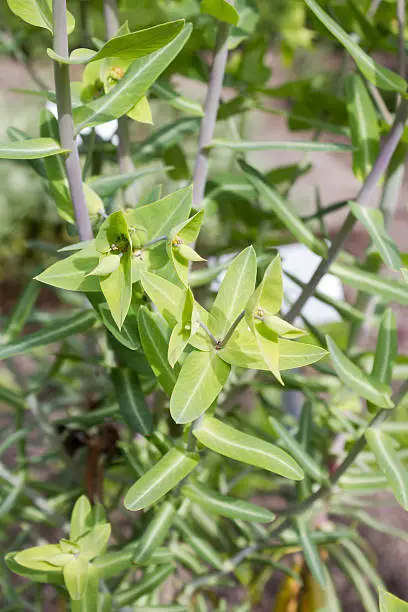 Caper spurge (Euphorbia lathyris), close-upCaper spurge (Euphorbia lathyris), close-up