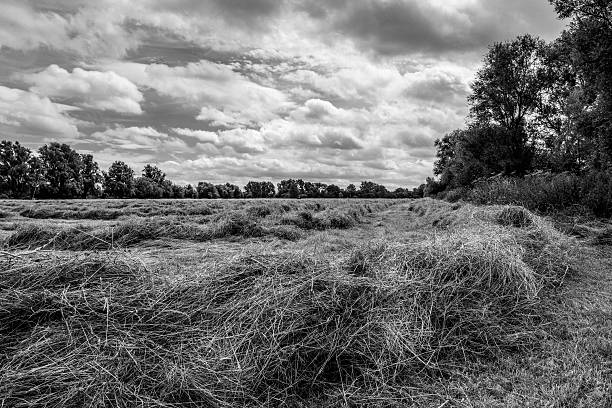 istock Abstract view of haymaking in mid summer 564583540