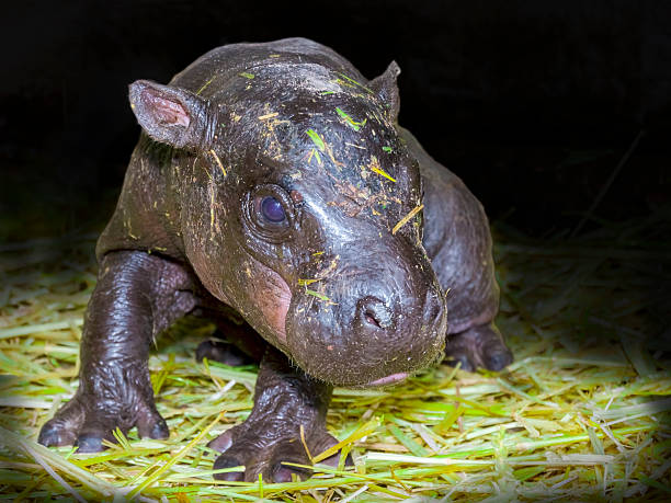 istock Pygmy hippo baby 564583658