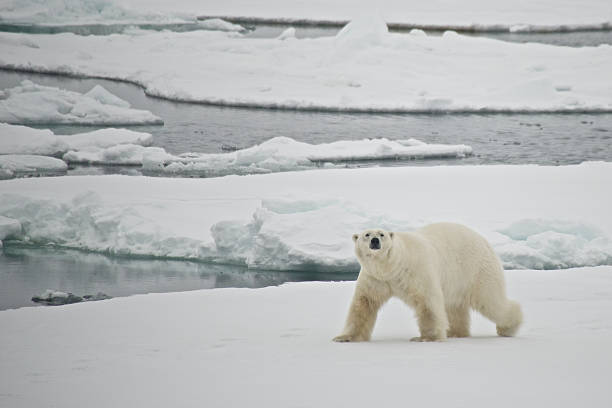 istock Polar bear crossing ice floe in Arctic 564583714